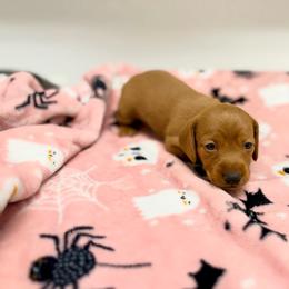 AKC Belle - Red female Dachshund puppy in Laveen, Arizona from Acosta Kennel