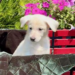 Ilee (aka Eileen) - White female German Shepherd puppy in Perkasie, Pennsylvania from Twila Ruth Herot