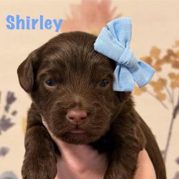 Blue Collar - Chocolate female Goldendoodle puppy in Blanchard, Oklahoma from Dream Doodles by Dondi