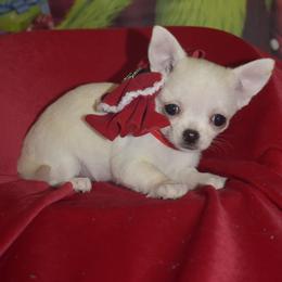 Eve - Cream and white female Chihuahua puppy in Gloucester, Virginia from Charlotte's Web of Chihuahuas