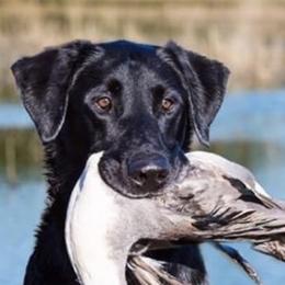 Labrador Retriever puppies from Sleepy Hound Farm