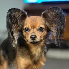 Phoenix - Russian Toy