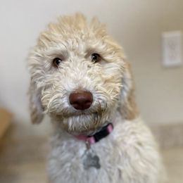 Goldendoodles and Poodles from Daisy’s  Doodles11