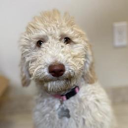 Goldendoodles and Poodles from Daisy’s  Doodles11