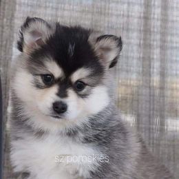 Pomsky Puppies from SZ Rolling Acres LLC