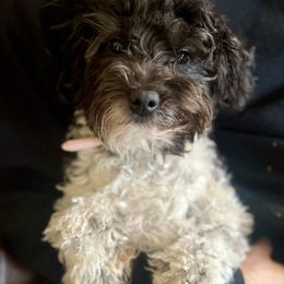 Poodle puppies from Poodle Me Crazy