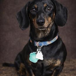 Loki - Dachshund