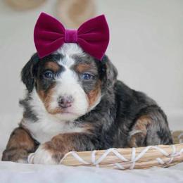 Ellie - Blue merle female Bernedoodle puppy in Apple Creek, Ohio from Kathryn Troyer