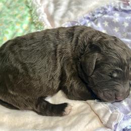 Female 1 - Chocolate female Labradoodle puppy in Mountain View, Missouri from Gastineau Doodles