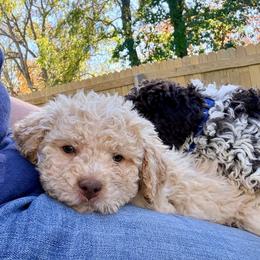Phloxy (pink collar) - Orange female Lagotto Romagnolo puppy in Ashland, Ohio from SS Australian Shepherds