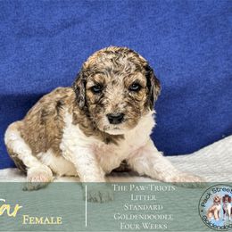 Star - Phantom female Goldendoodle puppy in Paxville, South Carolina from Pack Street Pups