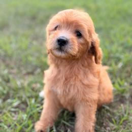 Girl 6 - Red  female Goldendoodle puppy in Meridian, Mississippi from Magnolia Poodles and Doodles