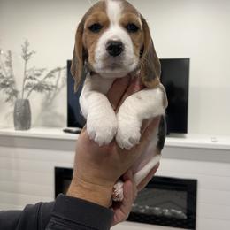 Girl 2 Grey - Beagle puppy from Banashko's Beagles