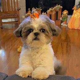 Shih Tzu Puppies from Grandma Ts Precious Puppies