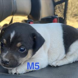 M5 - White black and tan male Rat Terrier puppy in Burnet, Texas from Burton's Rat Terriers