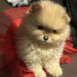 Pomeranian puppies from Legacy Poms