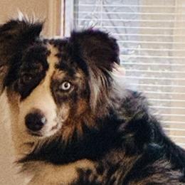Junie - Miniature American Shepherd