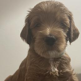 Goldendoodle Puppies from Goldendoodles of Maryland