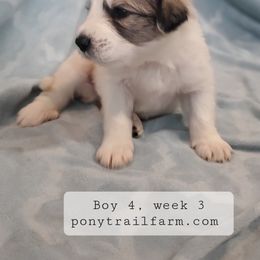 Boy 4 - Great Pyrenees puppy from Pony Trail Farm