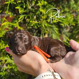 Girl 3 - female Newfypoo puppy in Hardin, Kentucky from Bluegrass Newfypoos