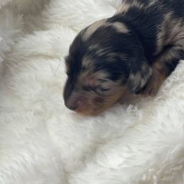 Dachshund Puppies from Hart Dachshunds