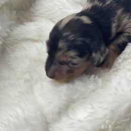 Dachshund Puppies from Hart Dachshunds