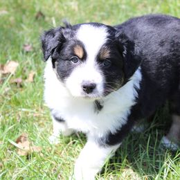 Australian Shepherd Puppies from Twisted Acres Aussies