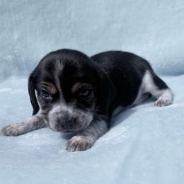 Pocket Beagle Boy 2 - Black tan and white male Beagle puppy in Gentry, Arkansas from HC Puppy Ranch
