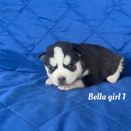 Bella girl 1 - Black and white female Siberian Husky puppy in Ocala, Florida from Florida Husky Puppies