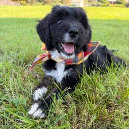 Glory - Tri-color female Bernedoodle puppy in Ferguson, North Carolina from Elevated Standards NC