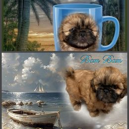 Shih Tzu Puppies from Mtn Top Royal Shih Tzu