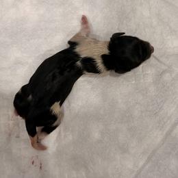 Boy 2 - Black tan and white male Biewer Terrier puppy in West Haven, Connecticut from Lozado’s Biewers
