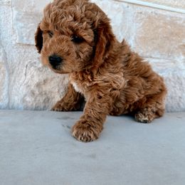 Pumpkin - Goldendoodle puppy from Skyridge Doodles