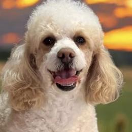 Cavapoos from Duryea Cavapoos