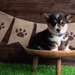 American Corgi, Australian Shepherd, and Pembroke Welsh Corgi Puppies from Clover S Farm
