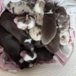 Miniature Australian Shepherd Puppies from B&B Little Aussie Gems