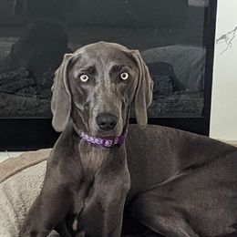 Luna - Weimaraner