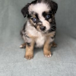Gigi - Blue merle female Toy Australian Shepherd puppy in Milton Freewater, Oregon from Sparkling Cross Toy & Mini Aussies