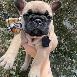 Orange Boy Mr Briggs - Fawn and white male French Bulldog puppy in Spanaway, Washington from Beloved Frenchies