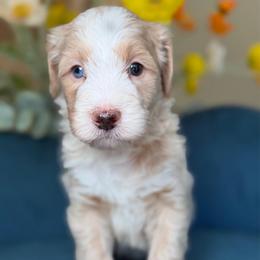 Gio - Yellow and white male Bernedoodle puppy in Yuciapa, California from AlltheDoodlez_