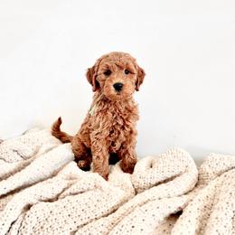 Baker - Petite 18-25lbs - Red  male Goldendoodle puppy in Madisonville, Kentucky from Carlie and Co. Goldendoodles