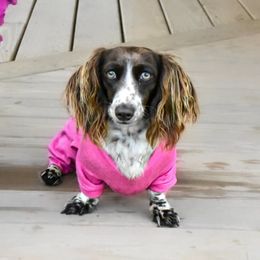 Willow - Dachshund