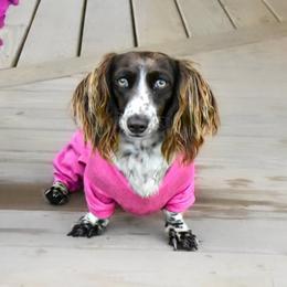 Willow - Dachshund