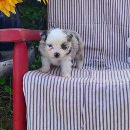 Clover - Blue merle female Miniature Australian Shepherd puppy in Gainesboro, Tennessee from Family Tradition