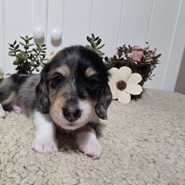 Asher - Dapple male Dachshund puppy in Centerville, Georgia from Mel's LowRider Ranch