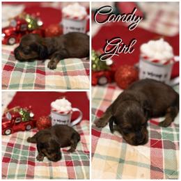 Candy - Chocolate and tan female Dachshund puppy in Queen Creek, Arizona from Wigglebutts Miniature Dachshund Az