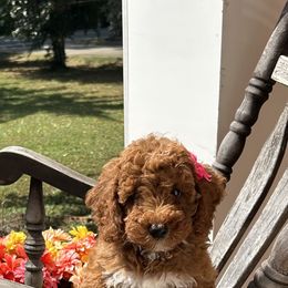 Vilma - Cream female Goldendoodle puppy in Mint Hill, North Carolina from DoodleForever