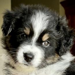 Luna - Black tri-color Australian Shepherd puppy in Allenton, Wisconsin from Jump Jivin Aussies