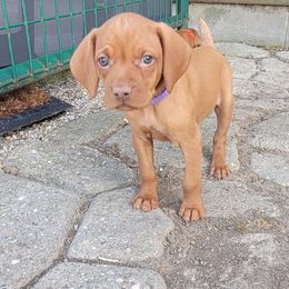 Lavender Collar Girl - Golden rust female Vizsla puppy in Springfield, Ohio from Amy's Vizslas