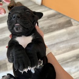 Cane Corso Puppies from The Dorado Ranch